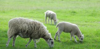 Suche Nach Arian: Entdecke Die Geheimnisse Hinter Dem Namen