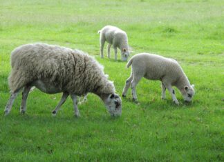 Suche Nach Arian: Entdecke Die Geheimnisse Hinter Dem Namen