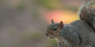 Tischtennis Olympia: Spannende Fakten Und Geheimtipps Für Fans!