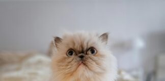 BG Unfallklinik Frankfurt: Warum Diese Klinik Für Ihre Genesung Wichtig Ist