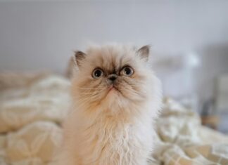 BG Unfallklinik Frankfurt: Warum Diese Klinik Für Ihre Genesung Wichtig Ist