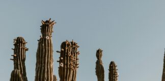 Dienstgrade Der Bundeswehr: Was Sie Über Militärische Rangordnung Wissen Müssen