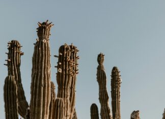 Dienstgrade Der Bundeswehr: Was Sie Über Militärische Rangordnung Wissen Müssen