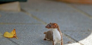 Zukunftstag Niedersachsen Entdecken: Spannende Chancen Für Schüler