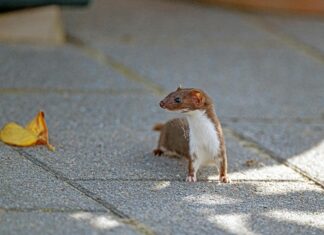 Zukunftstag Niedersachsen Entdecken: Spannende Chancen Für Schüler