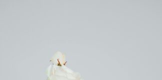 Flugzeugabsturz Frankreich Rafale: Was Steckt Wirklich Dahinter?