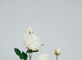 Flugzeugabsturz Frankreich Rafale: Was Steckt Wirklich Dahinter?