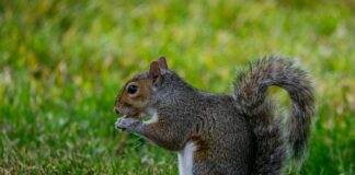 Reiten Olympia: Spannende Einblicke Und Geheimtipps Für Fans