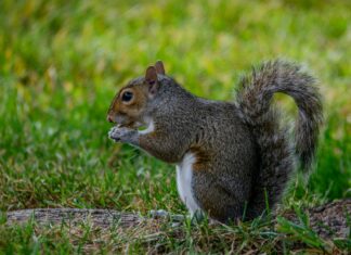 Reiten Olympia: Spannende Einblicke Und Geheimtipps Für Fans