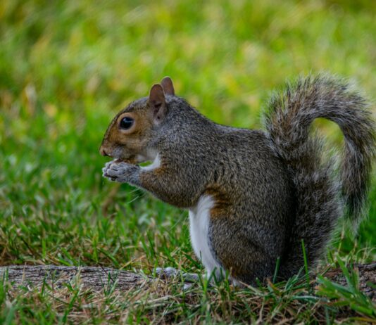 Reiten Olympia: Spannende Einblicke Und Geheimtipps Für Fans