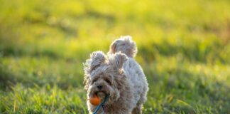 Soldat Und Technik: Faszinierende Innovationen Für Die Zukunft?