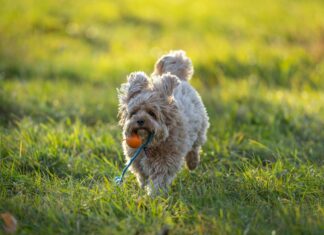 Soldat Und Technik: Faszinierende Innovationen Für Die Zukunft?