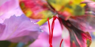 China Olympia: Faszinierende Einblicke Und Überraschungen Entdecken