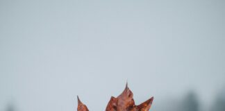 Springreiten Olympia: Entdecke Die Faszination Des Spitzensports