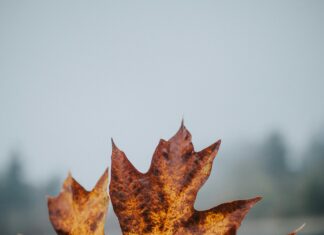 Springreiten Olympia: Entdecke Die Faszination Des Spitzensports