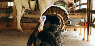 Tom Gaebel Sänger: Warum Seine Stimme Die Musikwelt Faszinieren Wird