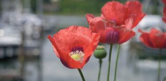 Weitsprung Olympia Frauen: Faszinierende Rekorde Und Geheimnisse Enthüllt