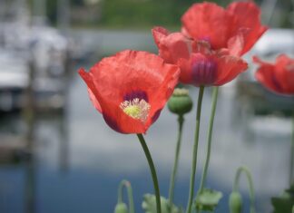 Weitsprung Olympia Frauen: Faszinierende Rekorde Und Geheimnisse Enthüllt