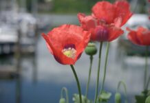 Olympia Handball: Spannende Einblicke Und Top Highlights Entdecken