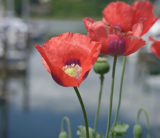 Olympia Handball: Spannende Einblicke Und Top Highlights Entdecken