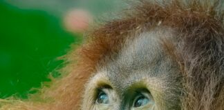 Stellenangebote Der Bundeswehr: Spannende Chancen Für Deine Karriere!