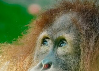 Stellenangebote Der Bundeswehr: Spannende Chancen Für Deine Karriere!
